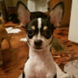 Meet your Posher, Christy